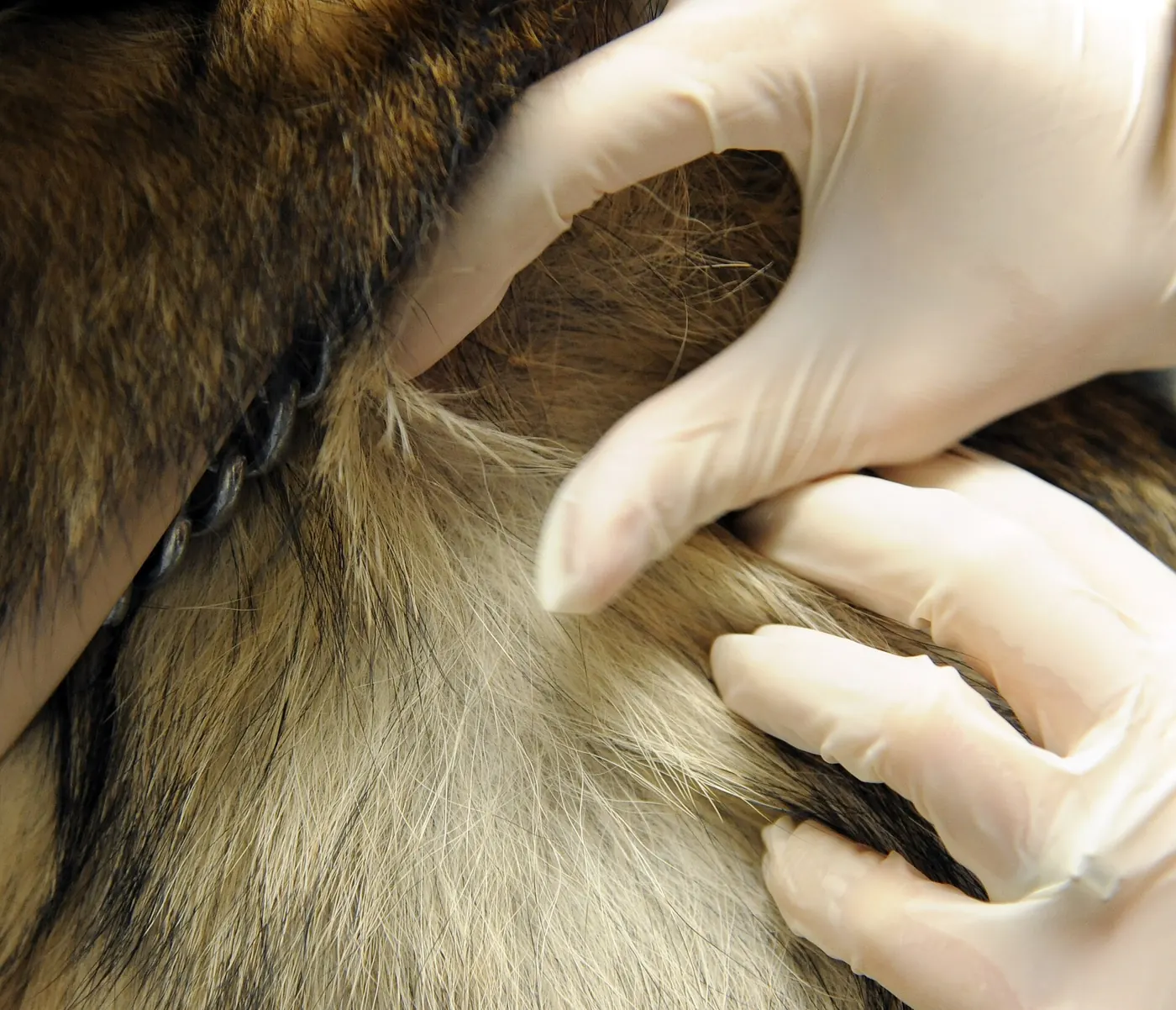 Veterinaras apžiūri augintinio odą
